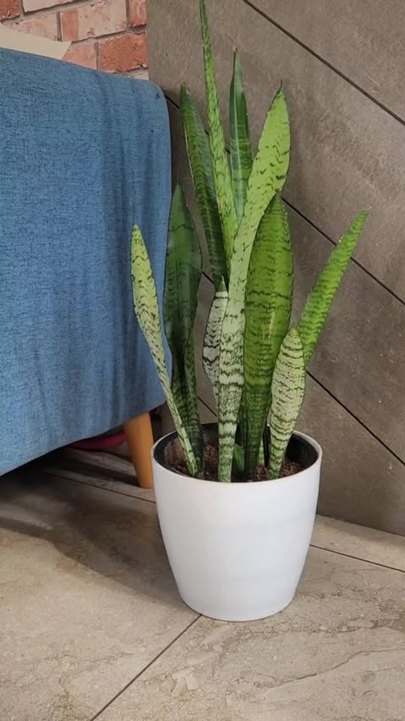Snake Plant (Sansevieria)