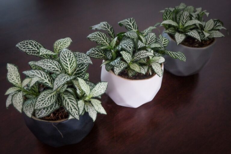 fittonia