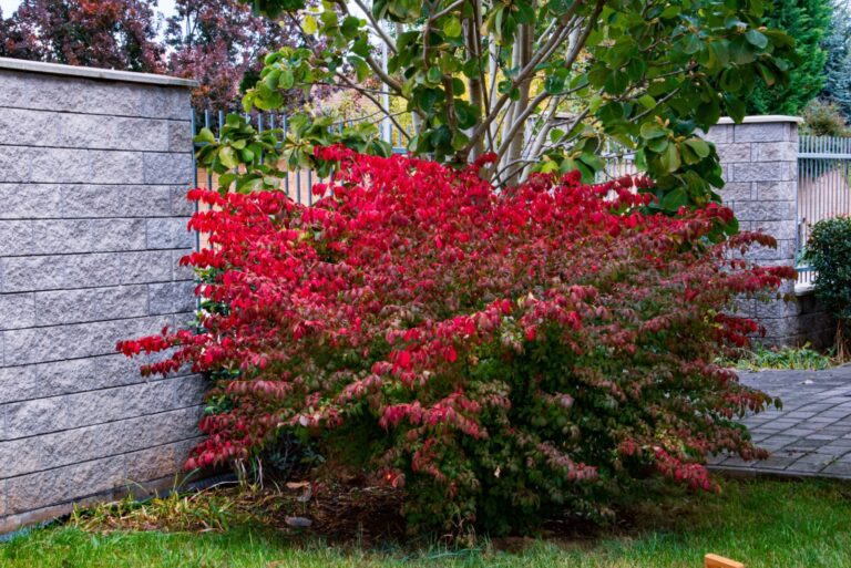 Red Burning bush