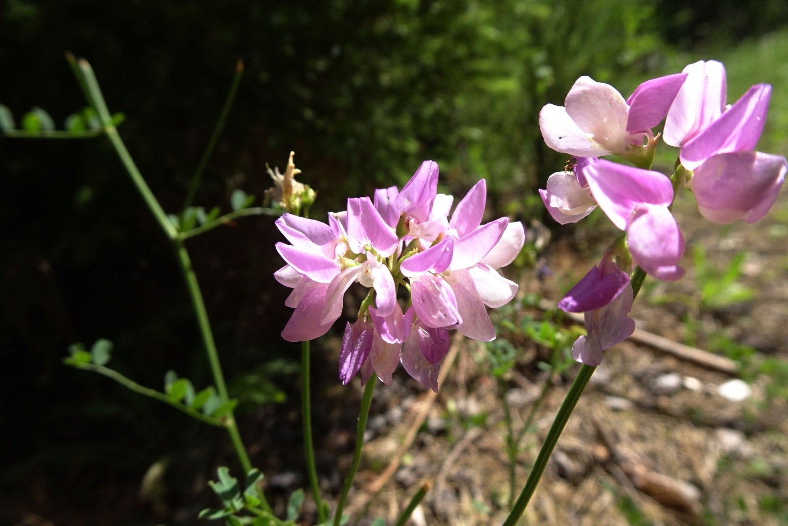 13 Invasive Plants Minnesota Suburbs May Soon Restrict Or Ban