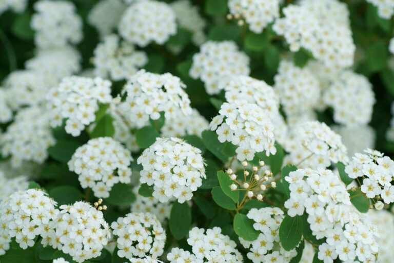 plants (featured image)