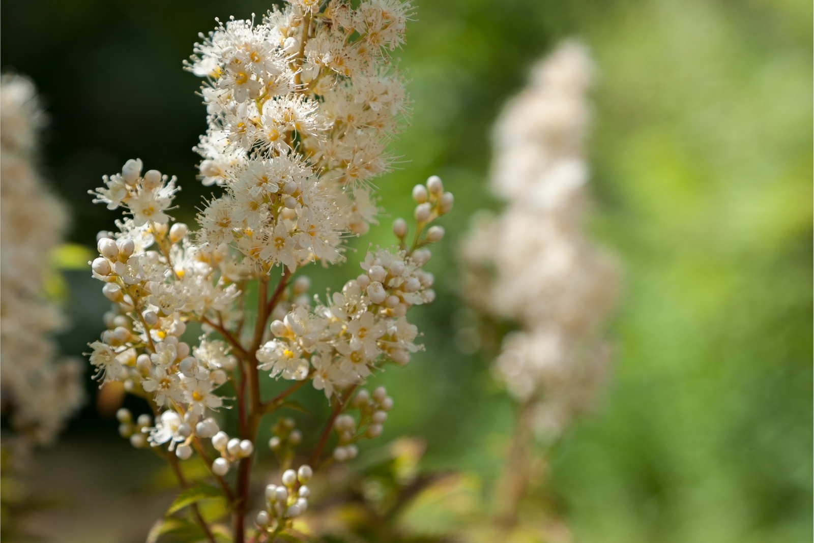 13 Plants Virginia Residents Are Not Allowed To Relocate