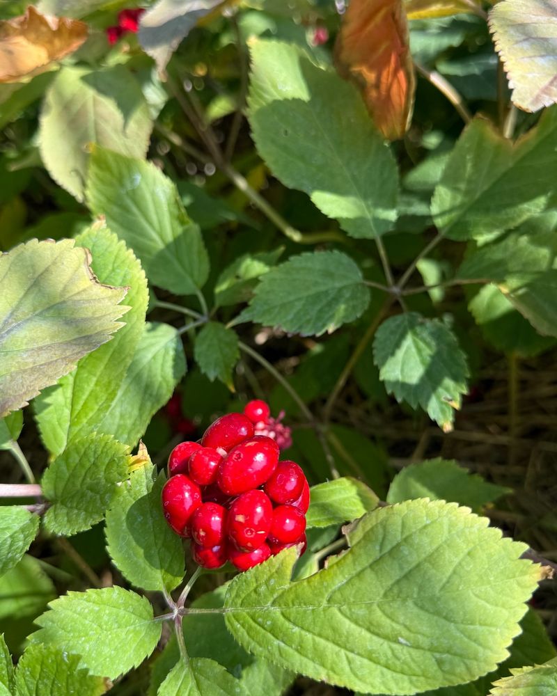 American Ginseng