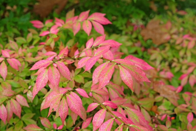 Pink leaves of the Euonymus Alatus