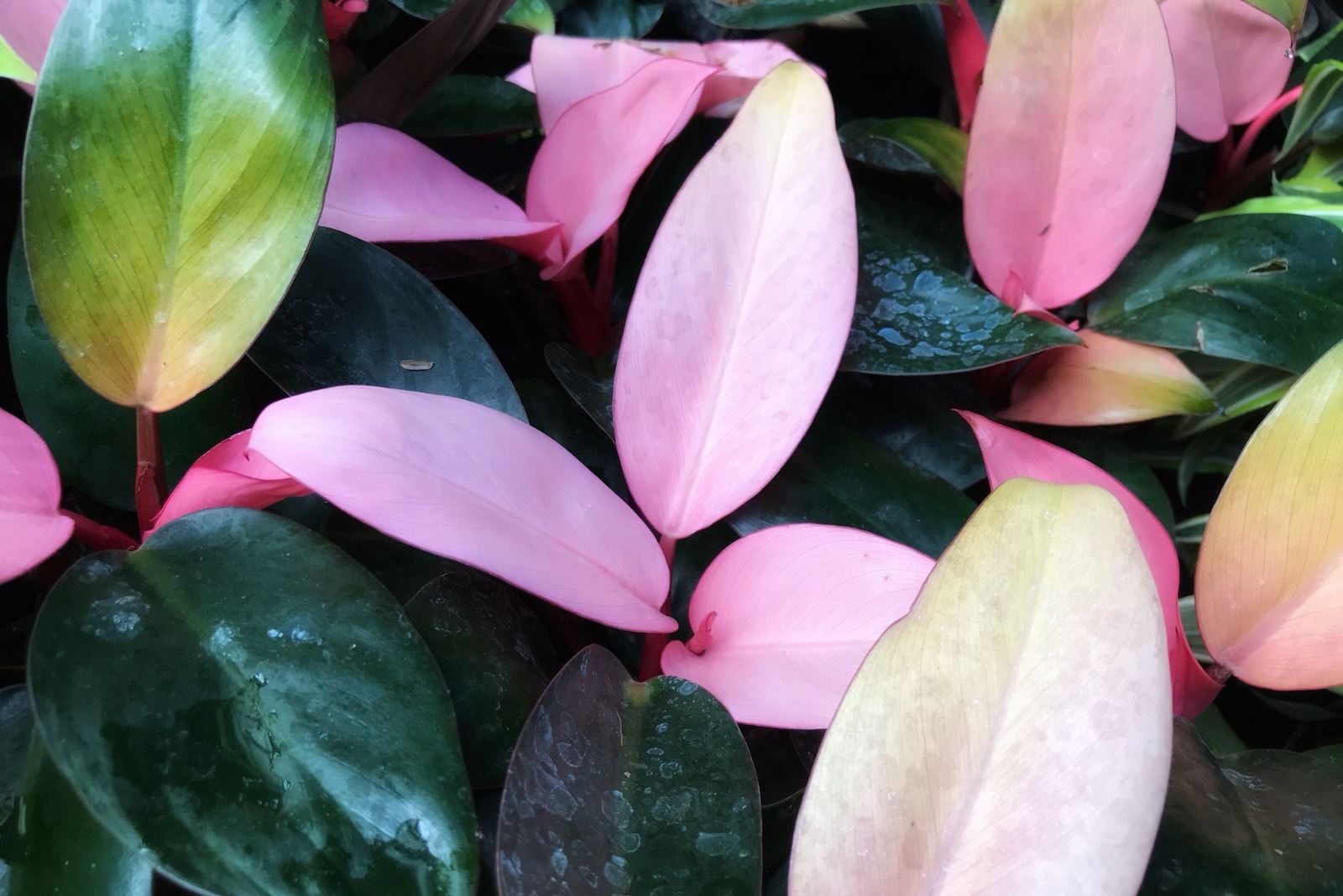 13 Rare Houseplants Grandma Kept In West Virginia That Might Be Valuable