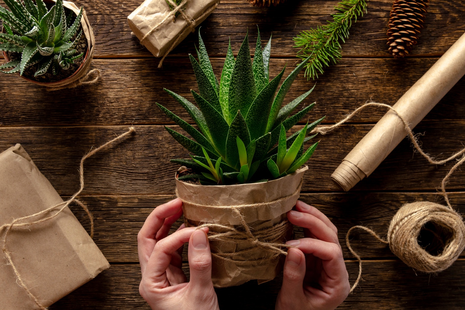 13 Small Plants That Make Perfect Christmas Gifts