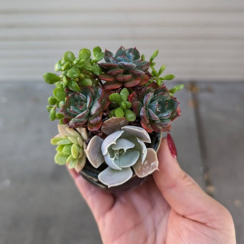 1. Succulent Varieties