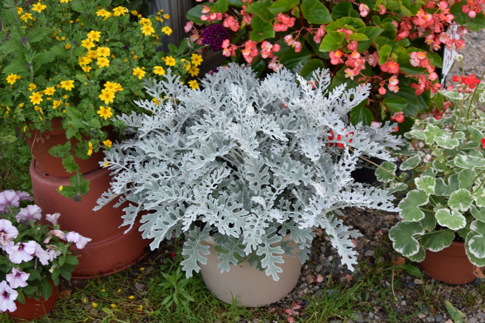 13 Tennessee Container Plants That Make Your Porch Feel Festive In November