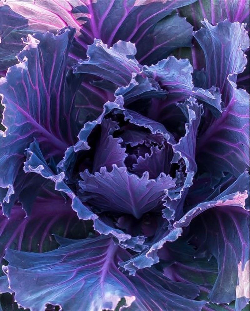 Ornamental Kale
