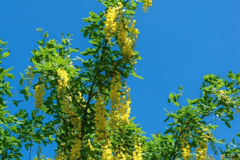 Blue sky and Golden chain tree