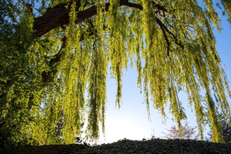 willow tree