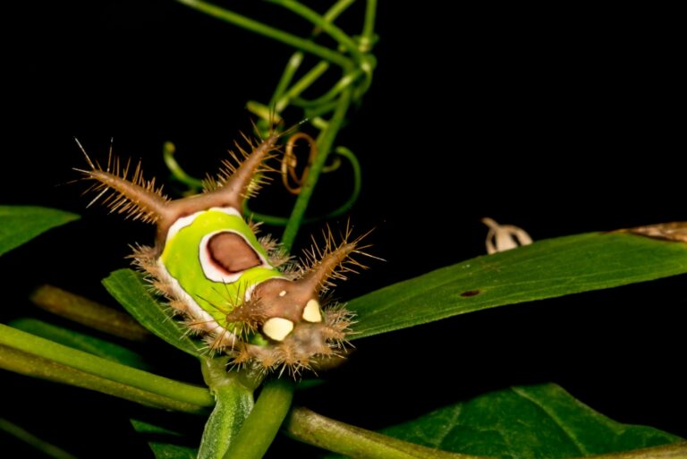 saddleback caterpillar on a branch