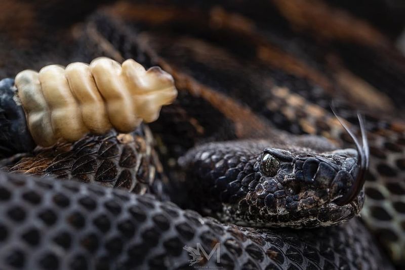 Timber Rattlesnake