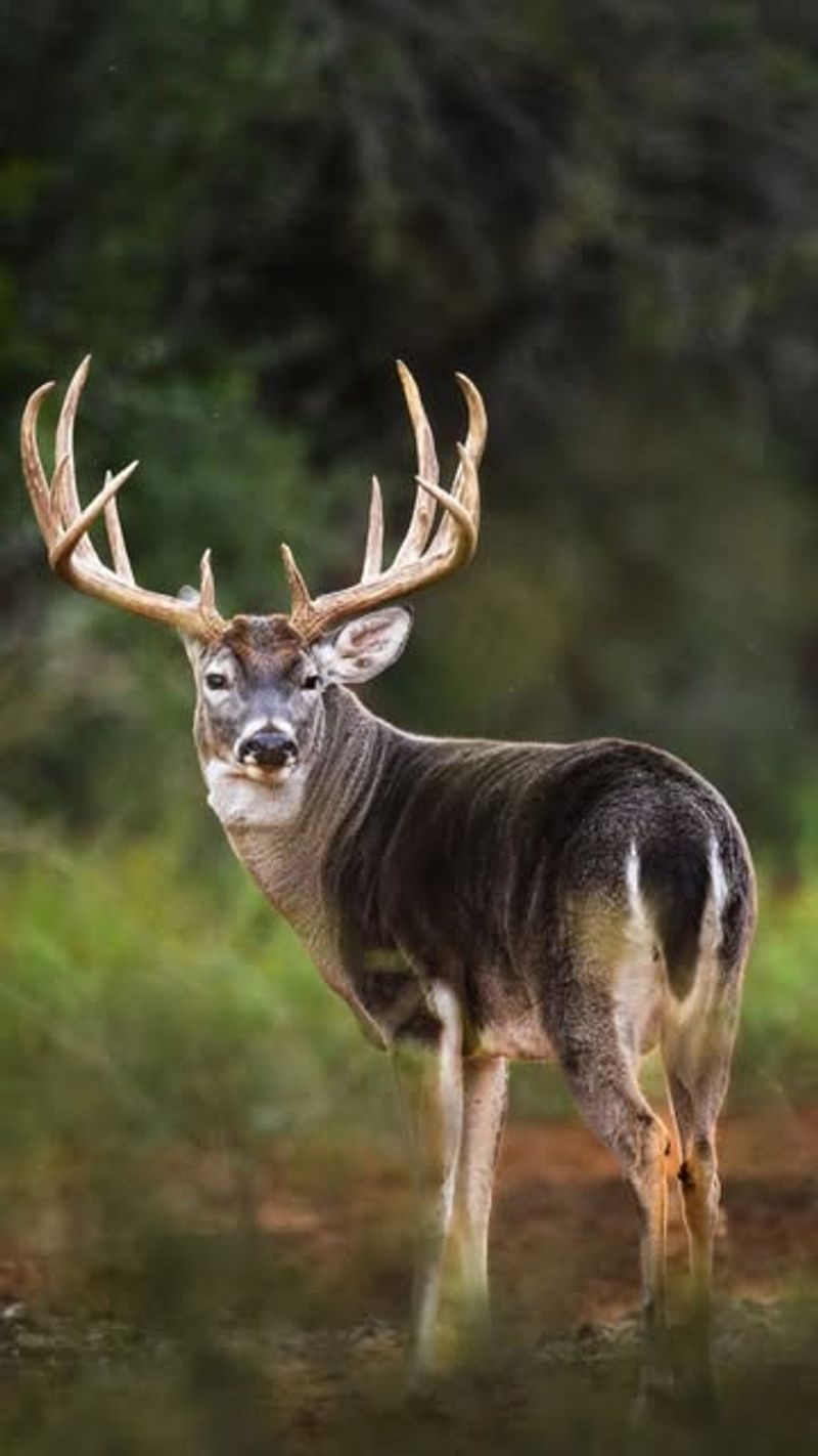 White-Tailed Deer