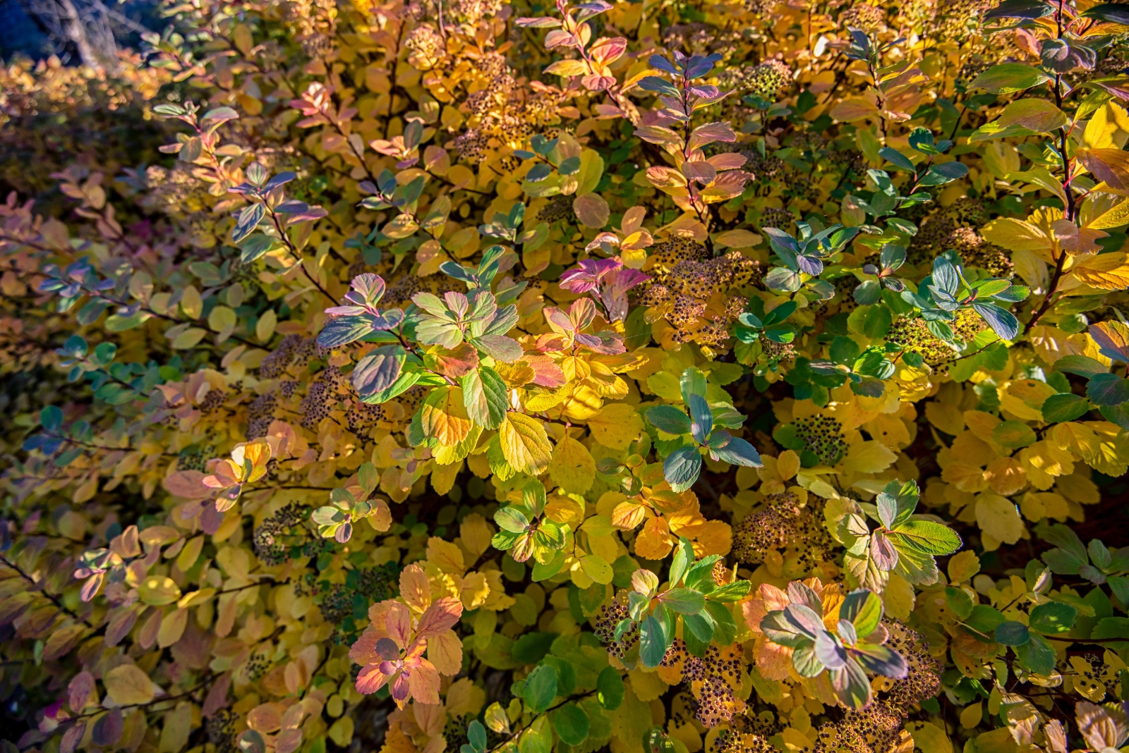 14 Colorful Shrubs That Transform Virginia Gardens In Fall