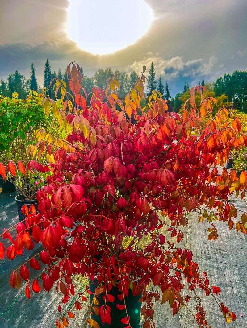 Burning Bush