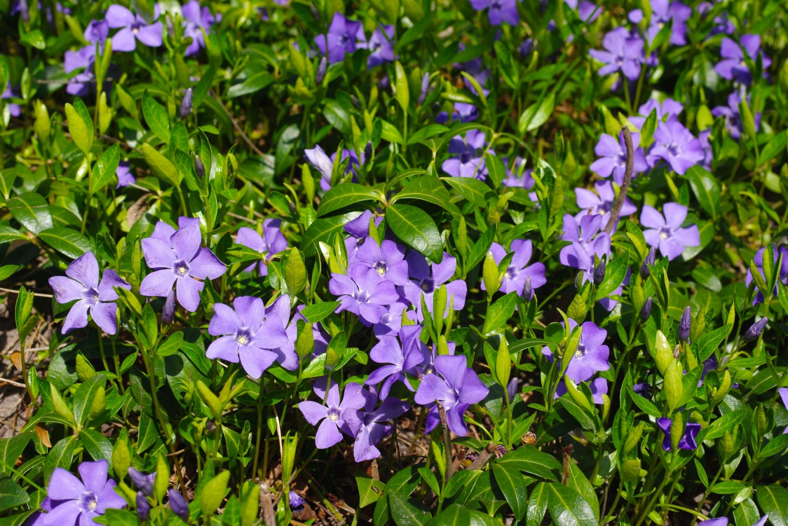 14 Florida Flowers That Thrive And Instantly Elevate Your Yard