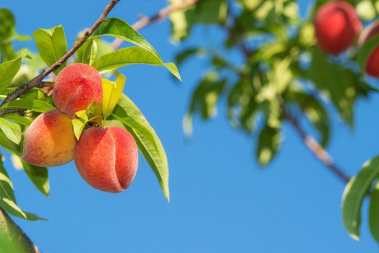 peach tree fruits