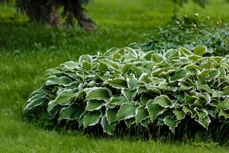 hosta in garden
