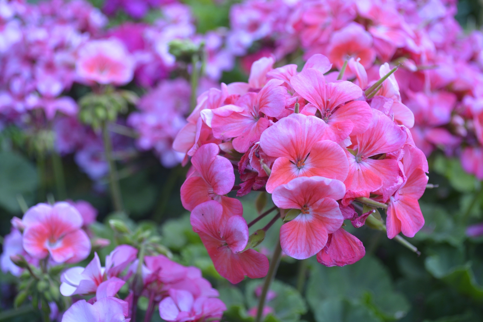 14 Outdoor Plants Michigan Gardeners Overwinter From Cuttings