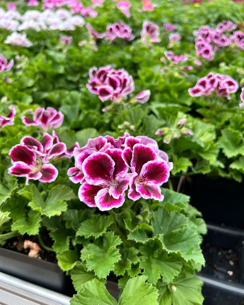 Geraniums