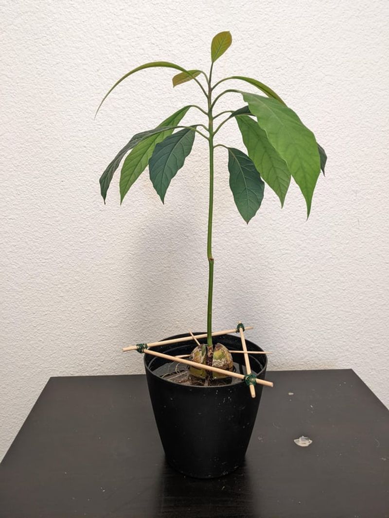 #3 Pick Quality Potting Mix