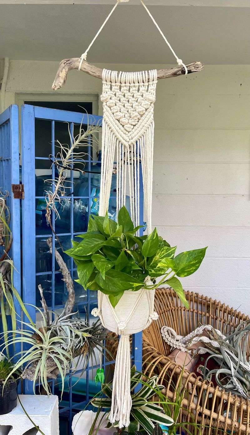 #3 Macrame Plant Hangers With Trailing Plants
