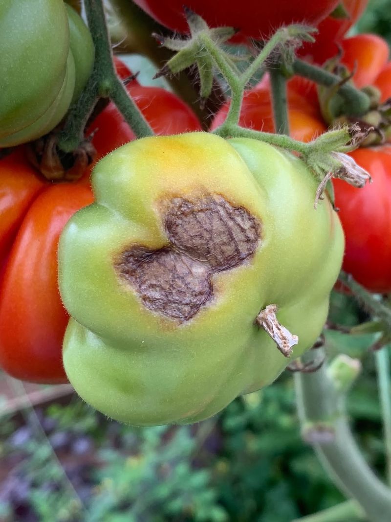 #3 Calcium Prevents Blossom End Rot