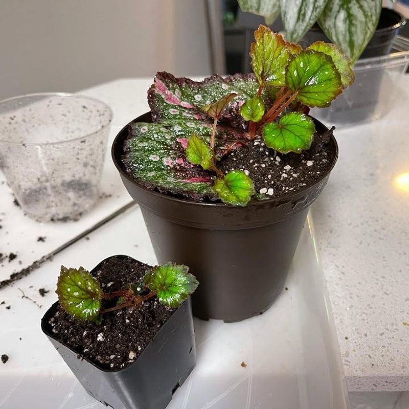 #3 Multiply Your Collection With Begonia Cuttings