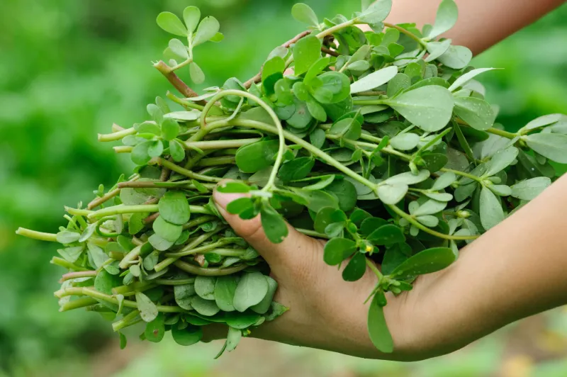 3. You Can Eat Every Part Of The Plant