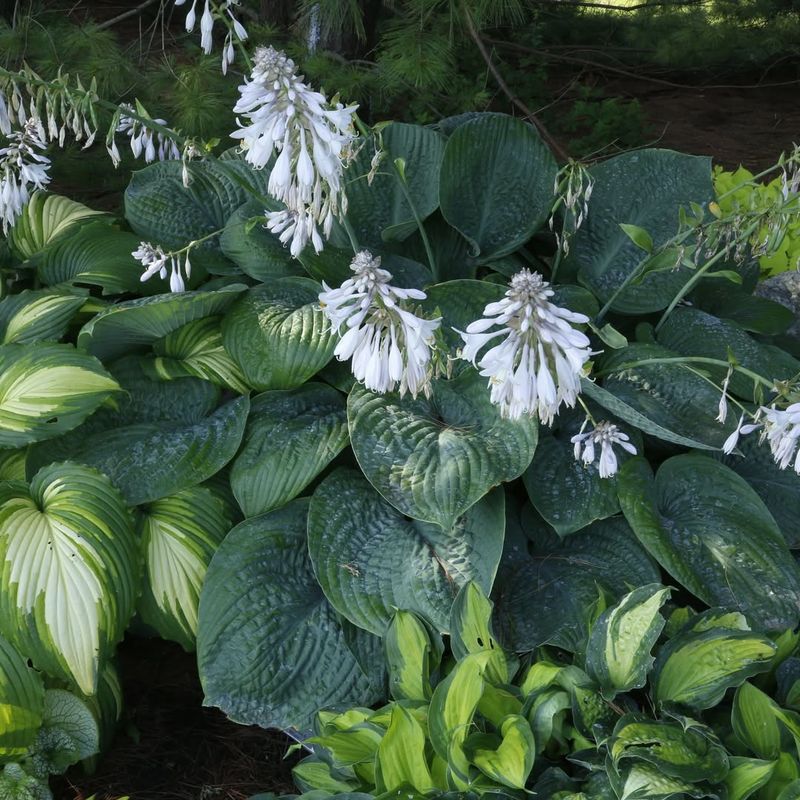 3. Hostas