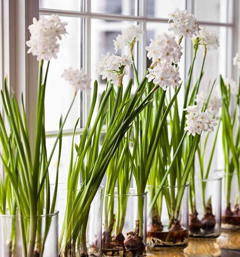 3. Natural Alternative To Chemical Sprays