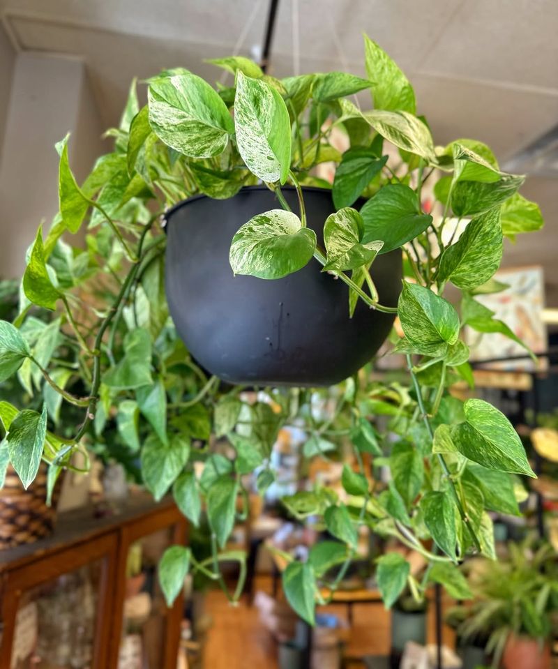 3. Pothos Plant