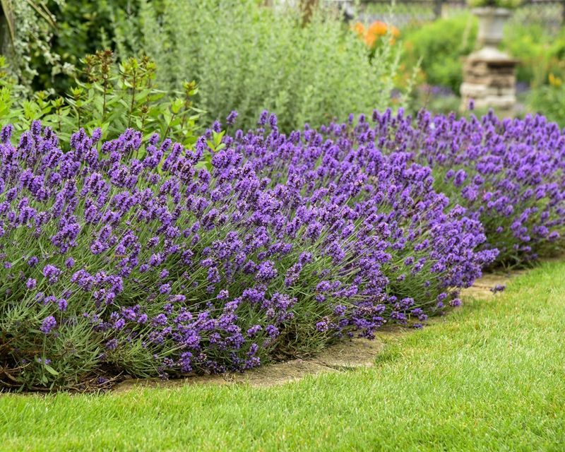 3. Shape Your Bush Into A Rounded Mound