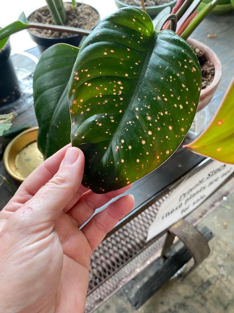 3. Leaves Developed Weird Yellow Or White Spots