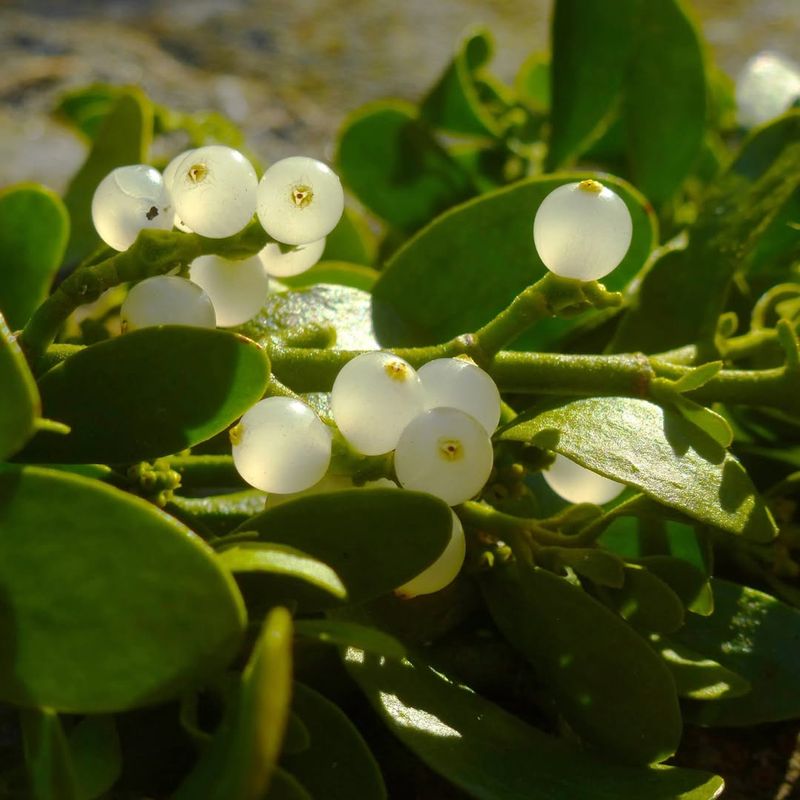 3. Mistletoe