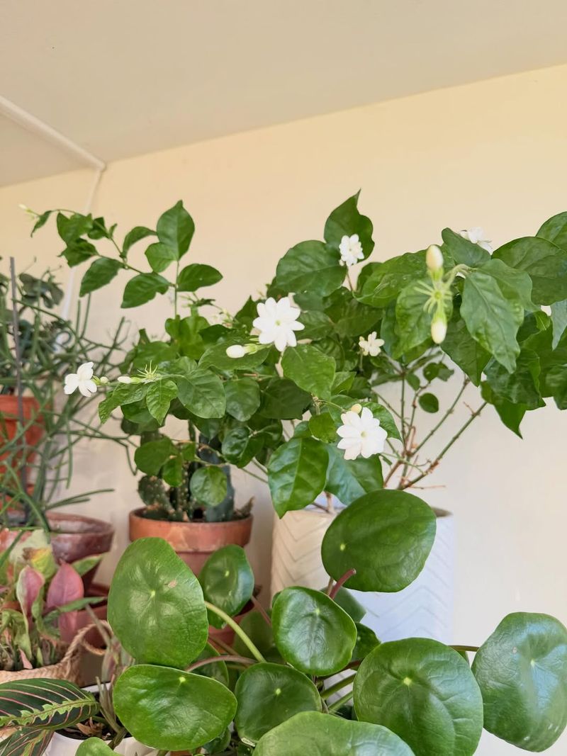 3. Caring For It Is Surprisingly Simple