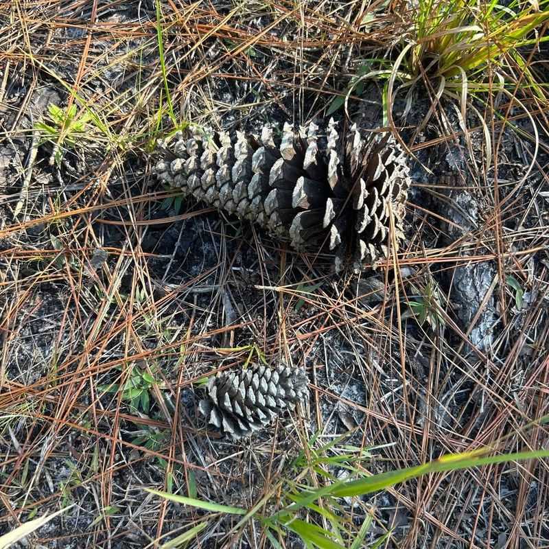 3. Natural Pest Deterrents Without Chemicals