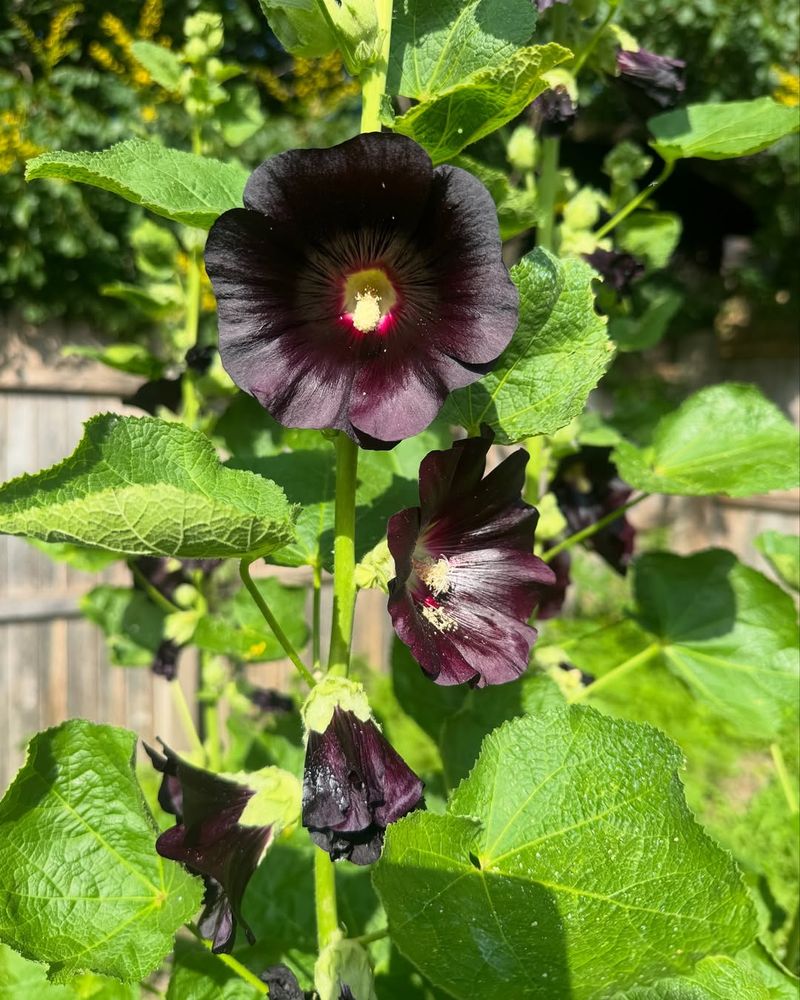 3. Black Hollyhock