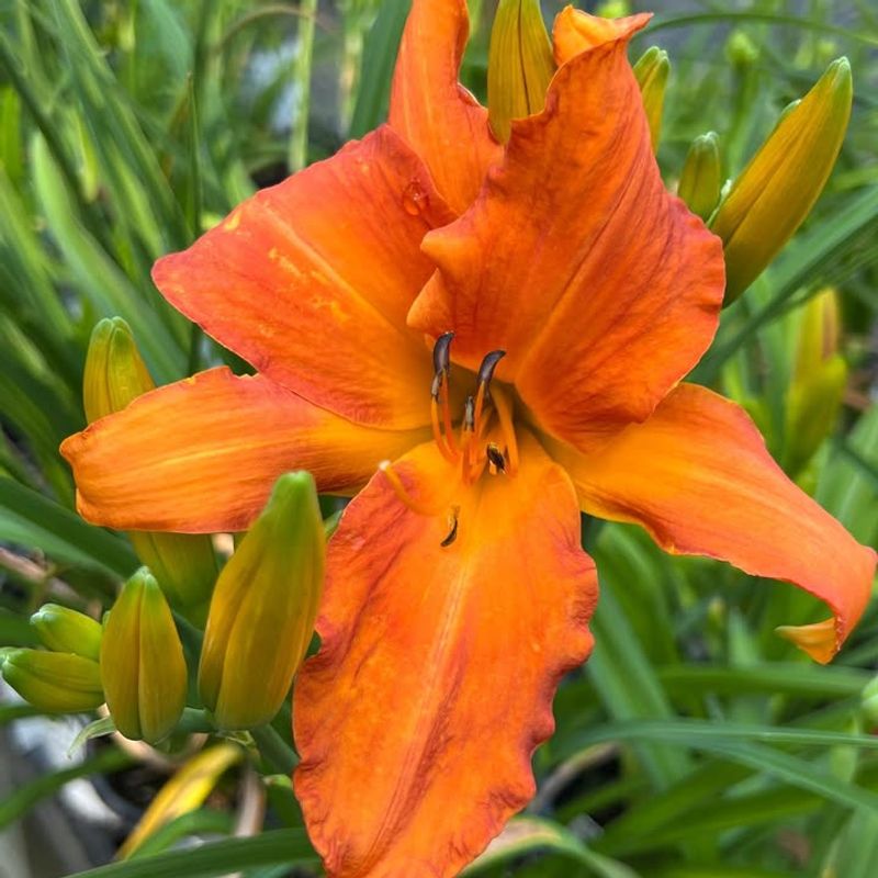 3. Daylilies
