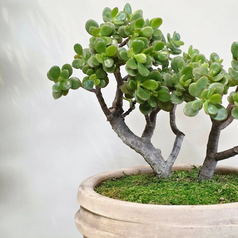 3. Jade Plant
