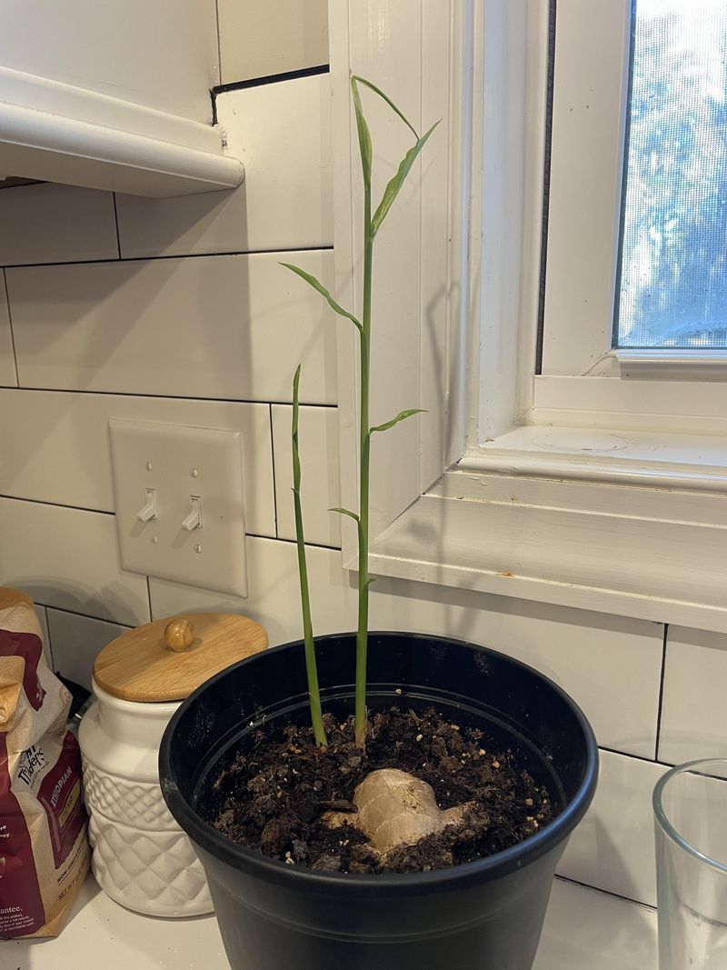 3. Use A Wide, Shallow Pot