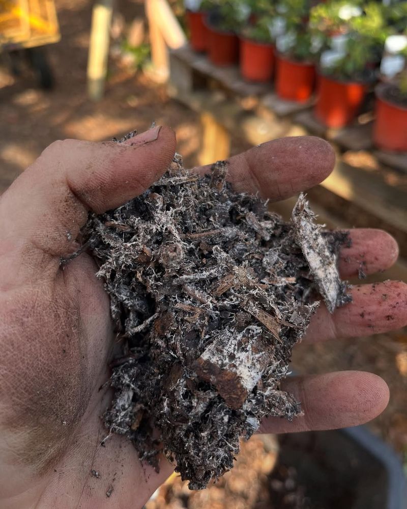 3. Use Well-Draining Soil Mix