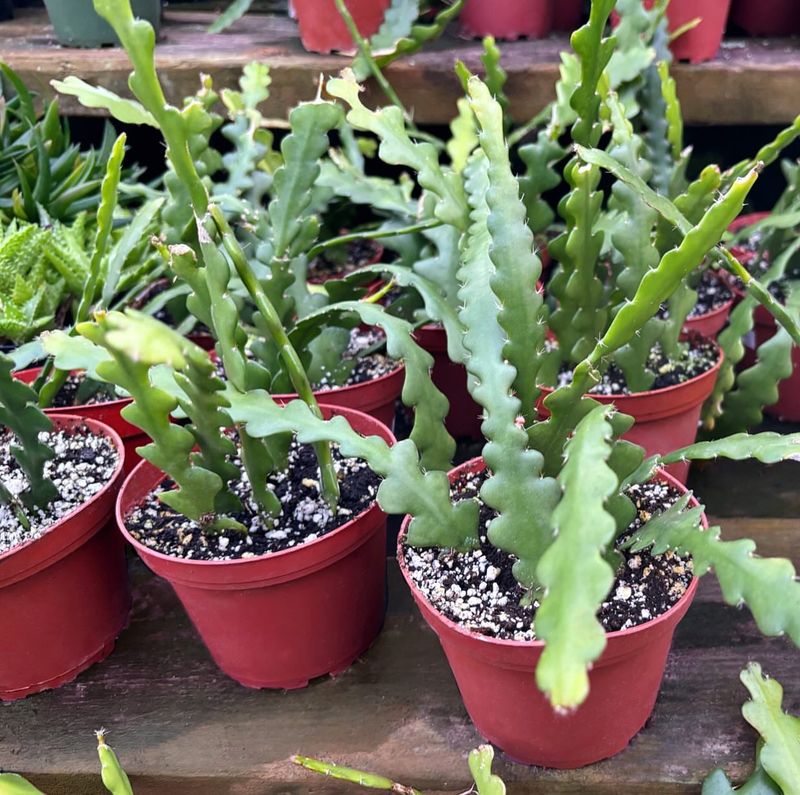 3. Feed Your Plant Regularly