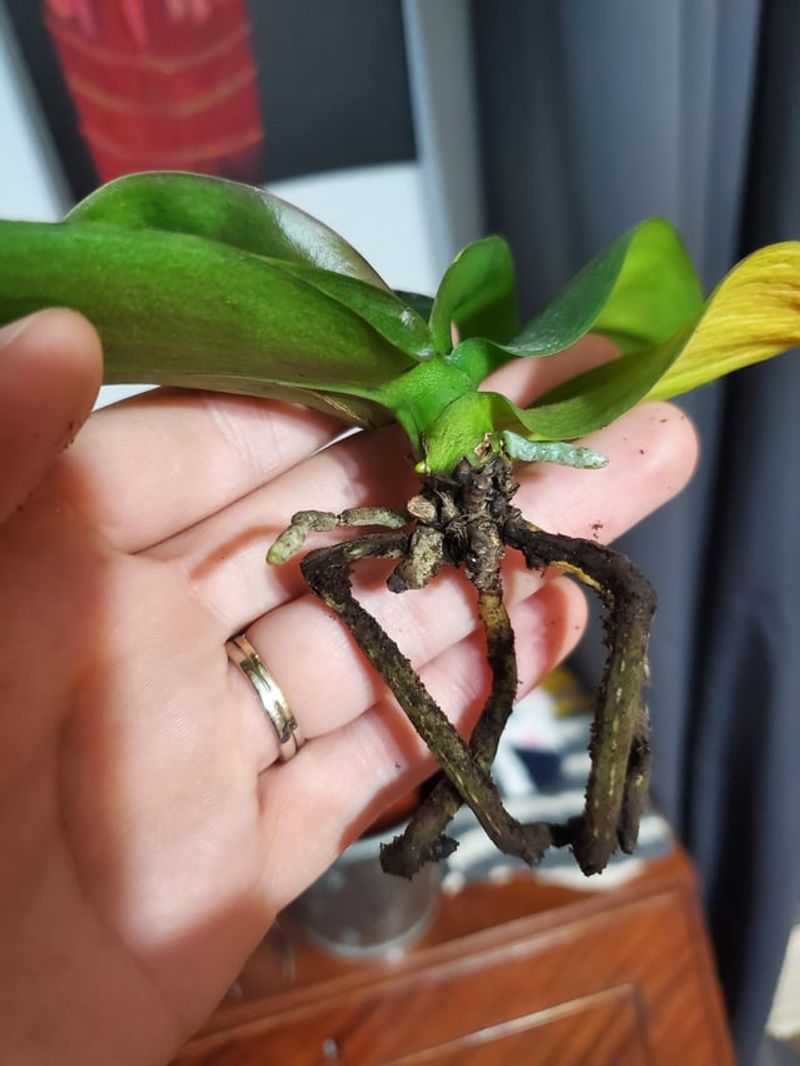 3. Roots Turning Black Or Mushy
