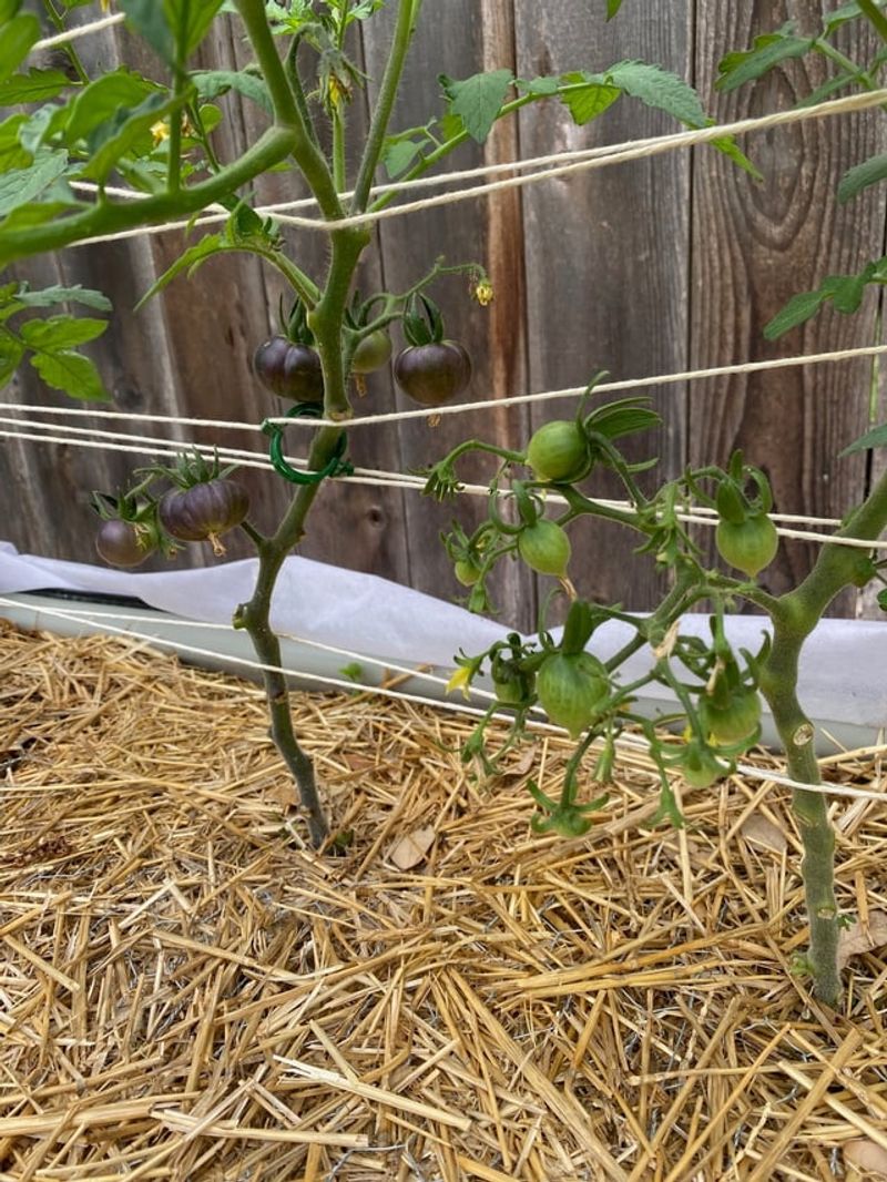 #4 Mulching Keeps Soil Happy and Healthy