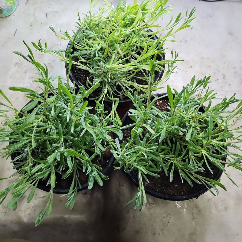 #4 Save Money By Propagating Lavender This Fall