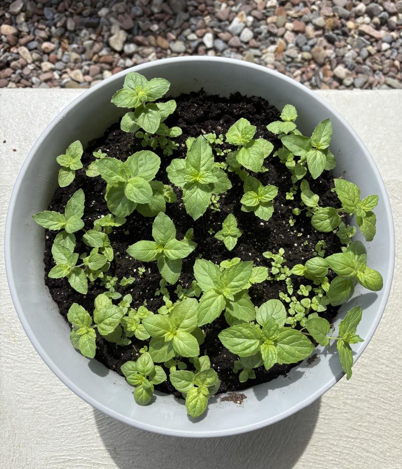 #4 Prepare Your Planting Pot And Soil