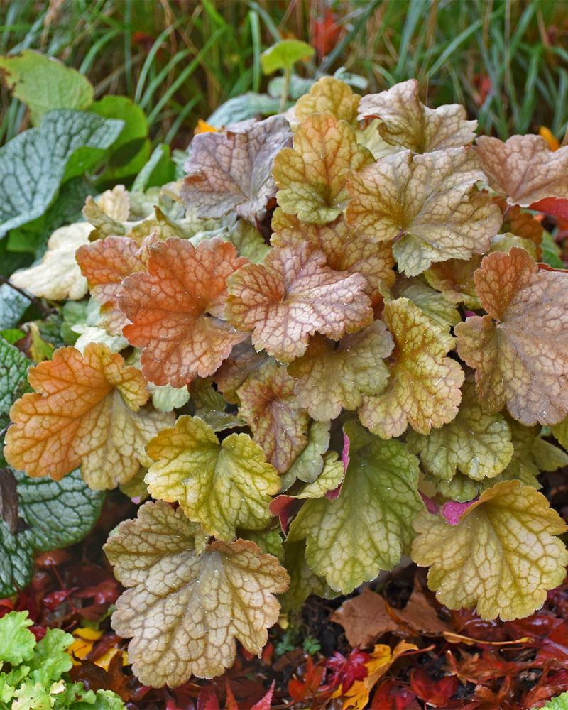 4. Coral Bells (Heuchera)