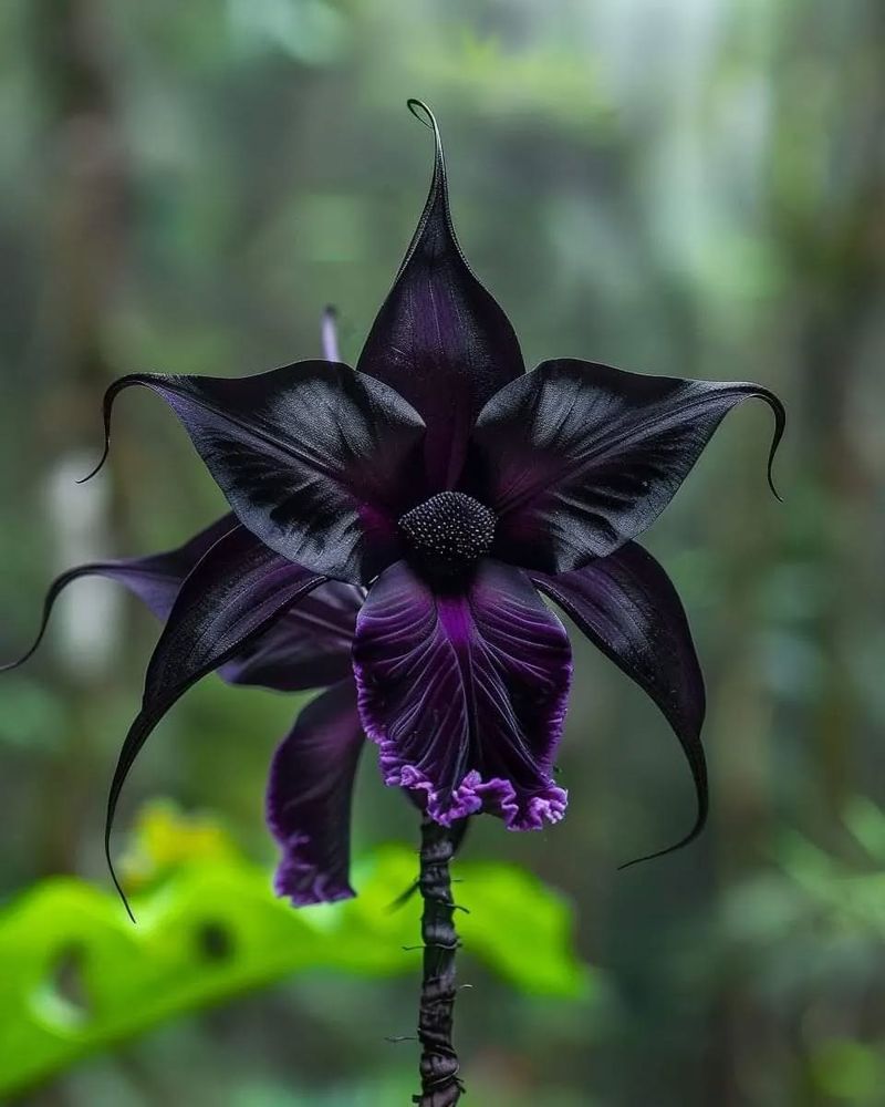 4. Black Bat Flower